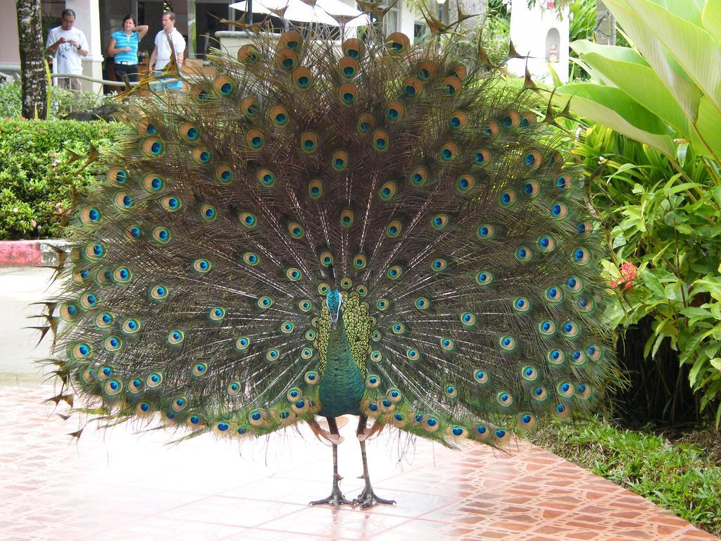Chang Park Resort Koh Chang Buitenkant foto
